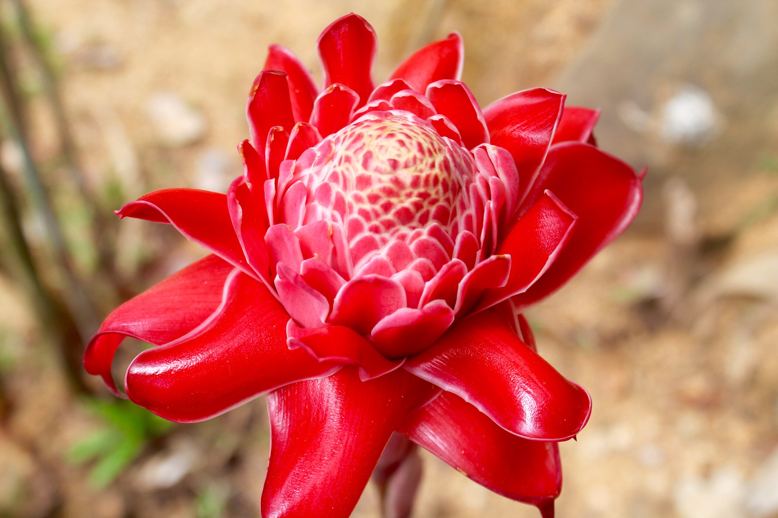 Torch Ginger, Ginger Flower, Red Ginger Lily, Torch Lily, Wild Ginger, Porcelain Rose