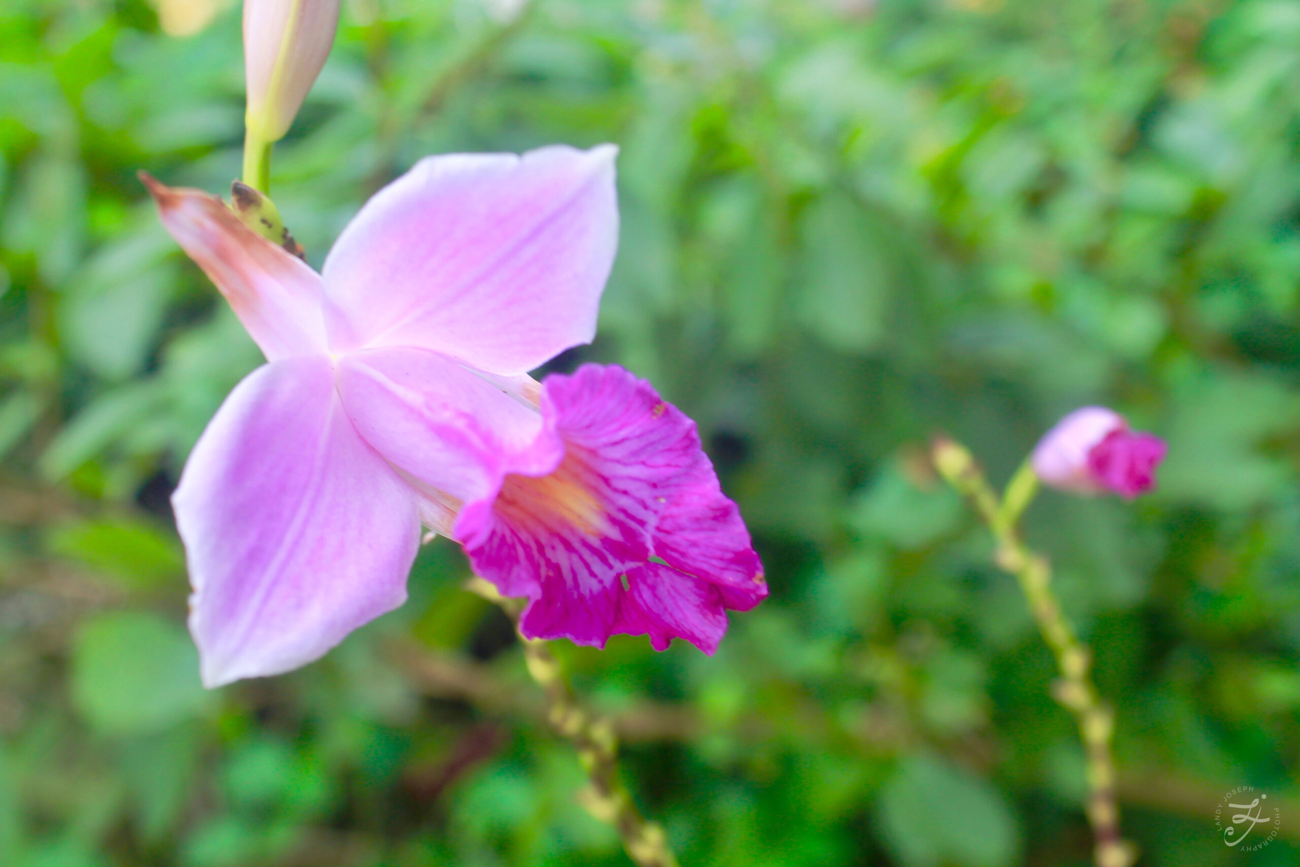 Costa Rica Flowers